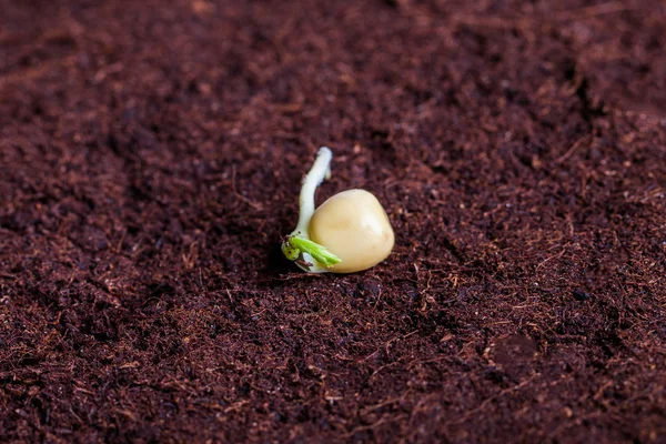 Germinação . — Fotografia de Stock