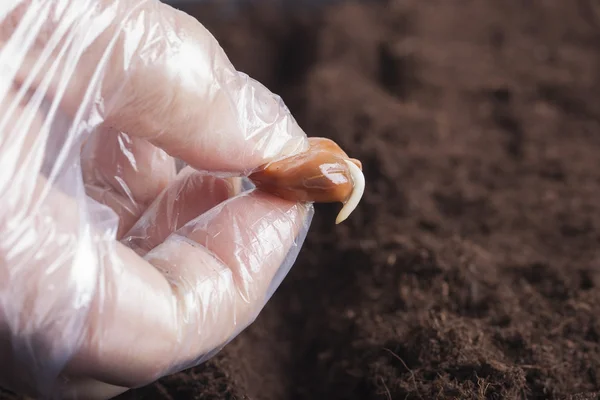 Germinação . — Fotografia de Stock