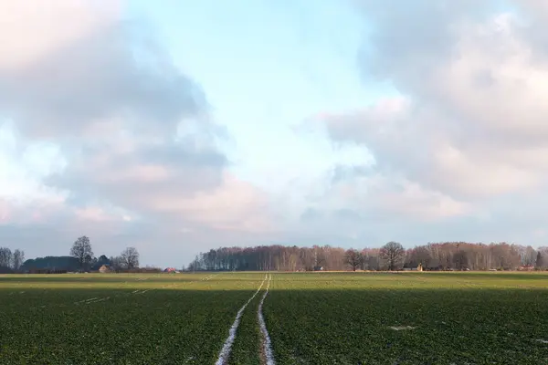 Trochę śniegu na rzepak. — Zdjęcie stockowe