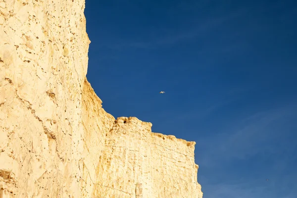 Vogel in de lucht. — Stockfoto