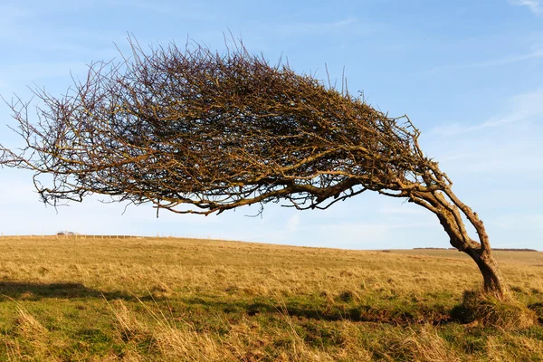 Tree at sea coast. — Stock Photo, Image