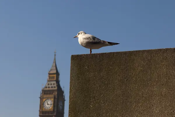 Pássaro e Big Ben . — Fotografia de Stock