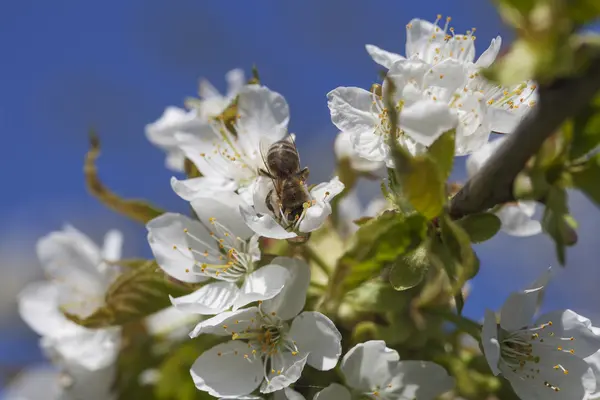Kersenbloesem en bee. — Stockfoto