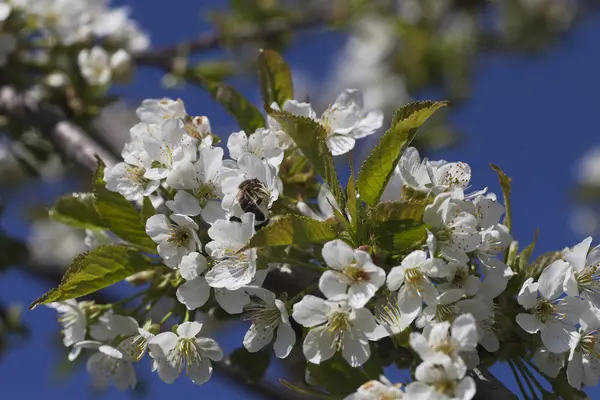 Třešňový květ a včela. — Stock fotografie