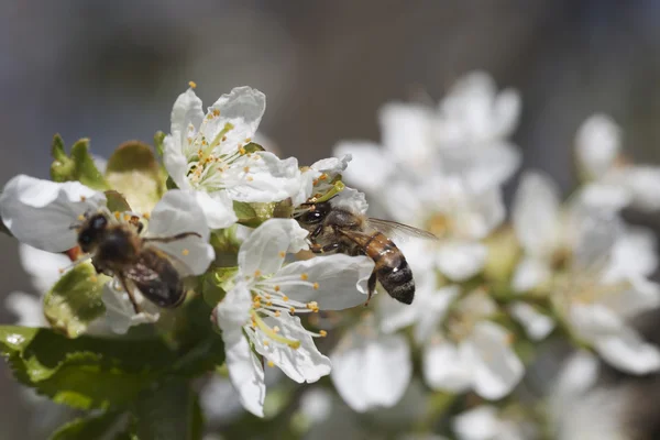 樱花和蜜蜂. — 图库照片