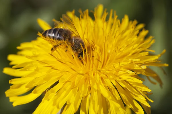 Löwenzahn und Biene. — Stockfoto