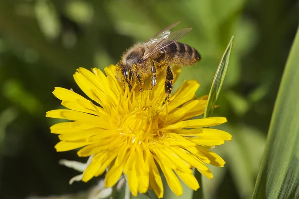 Maskros och bee. — Stockfoto