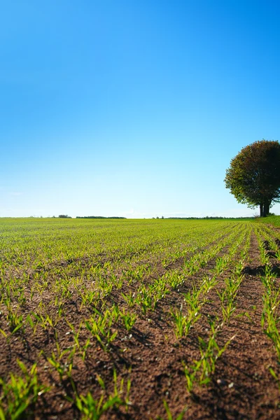 Green wheat field. — Stock Photo, Image