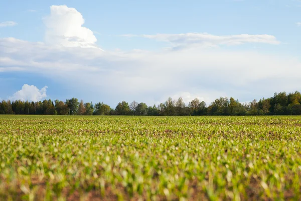 Grönt vetefält. — Stockfoto