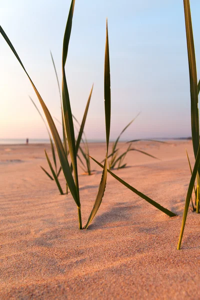 Ostseesand. — Stockfoto