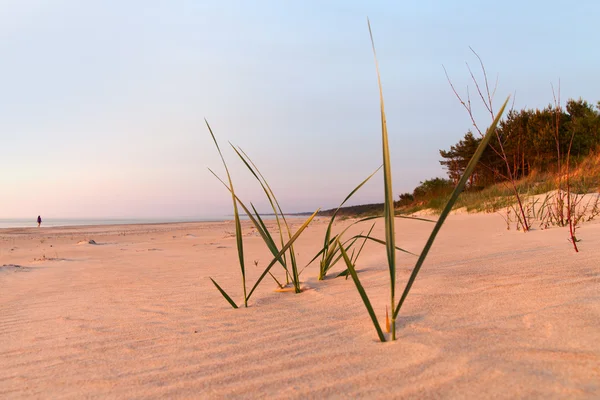 Baltic sand. — Stock Photo, Image
