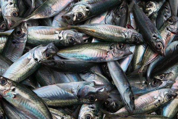 Syrové ryby. — Stock fotografie