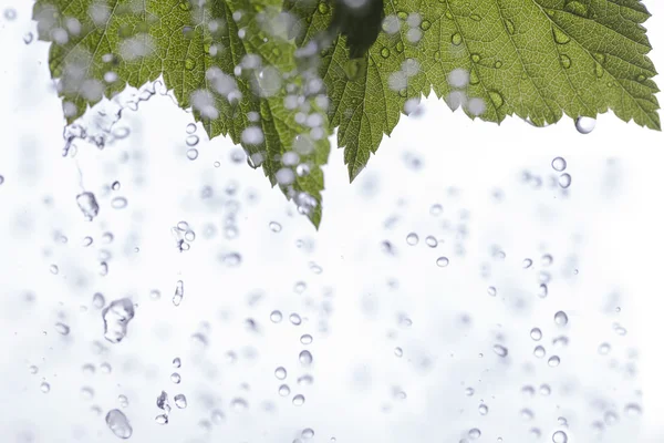 Grünes Blatt. — Stockfoto