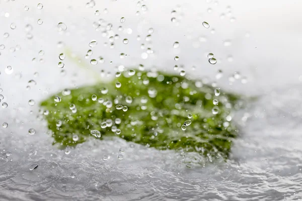 Grünes Blatt. — Stockfoto