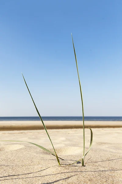 Gräs på sand. — Stockfoto