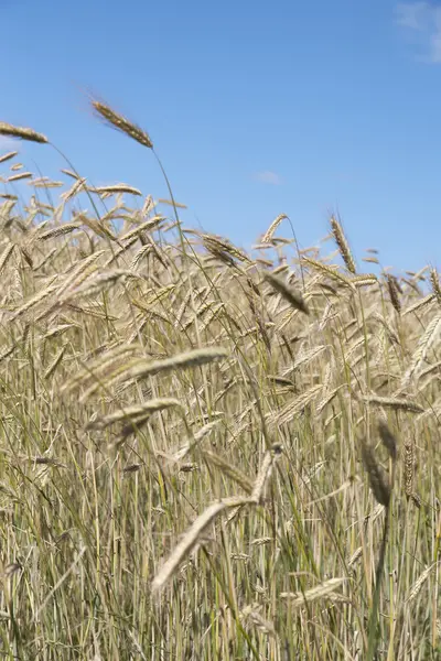 Зерновое поле . — стоковое фото