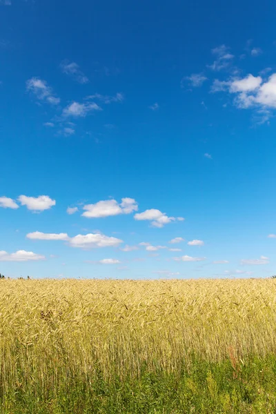Grain veld. — Stockfoto