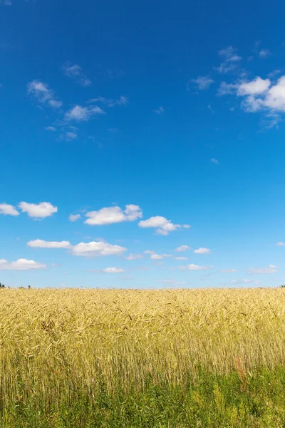 Campo de cereais . — Fotografia de Stock