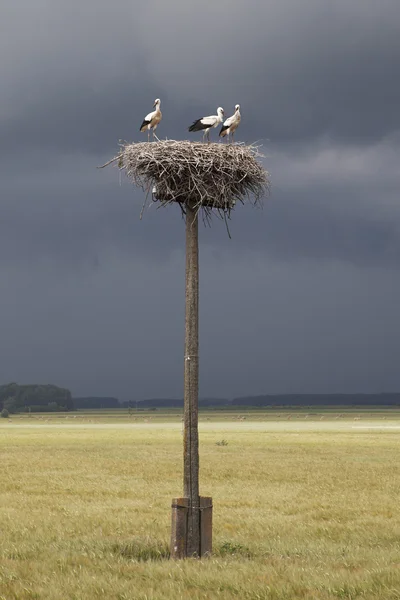 Young storks. — Stock Photo, Image