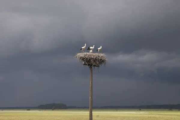Young storks. — Stock Photo, Image