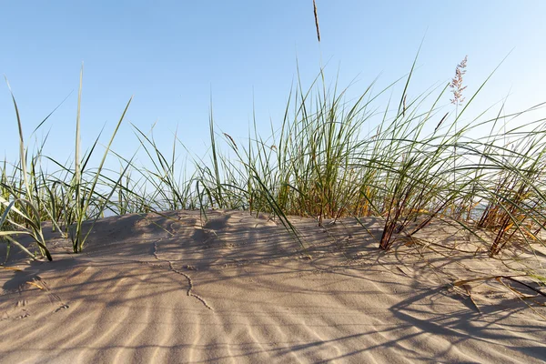 Hierba de dunas. — Foto de Stock