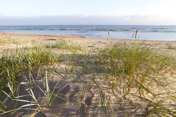 Hierba de dunas. — Foto de Stock