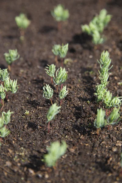 Fir seedlings. — Stock Photo, Image