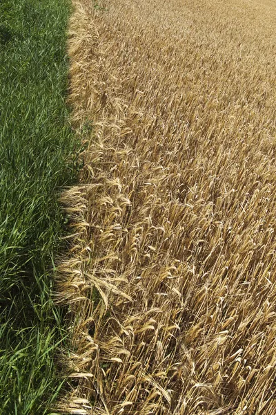 Kanten av korn fältet. — Stockfoto