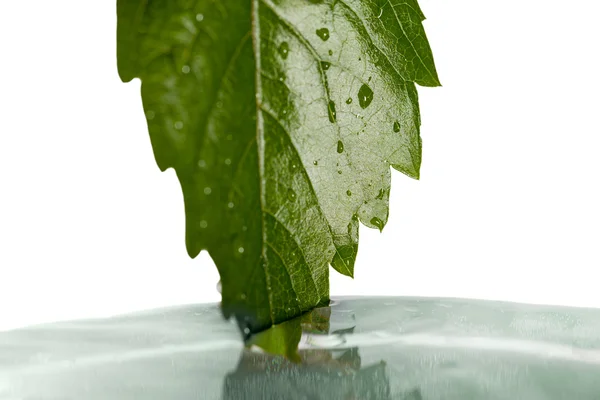 Leaf and water. — Stock Photo, Image