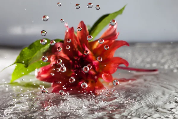 Blume im Regen. — Stockfoto