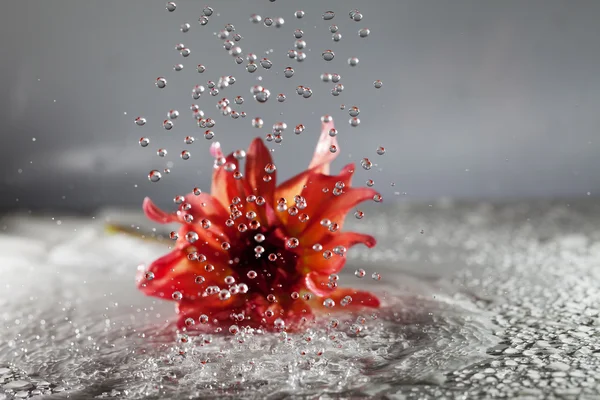 Flower in rain. — Stock Photo, Image