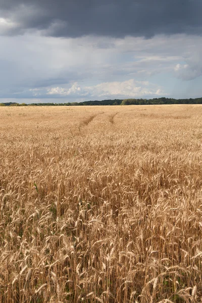 Yellow grain field. — Stock Photo, Image