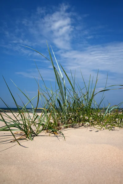 Gras am Strand. — Stockfoto