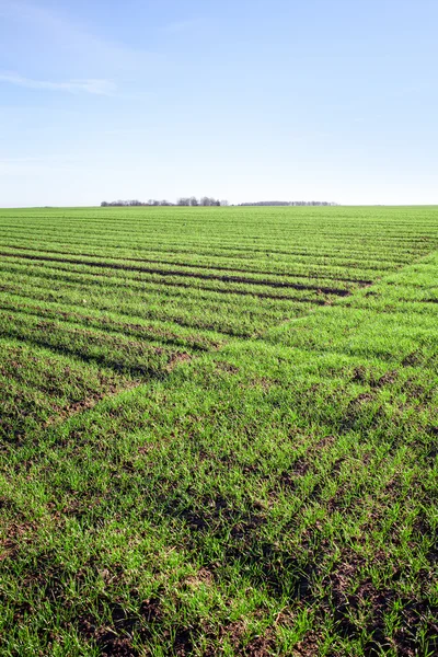 Зеленое пшеничное поле. — стоковое фото