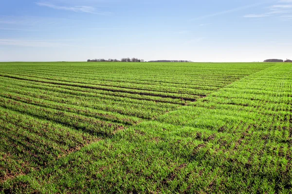 Green wheat field. Stock Image