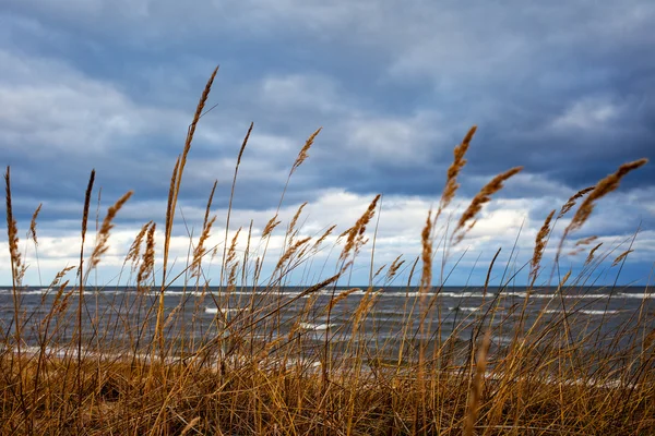 Droog gras. — Stockfoto