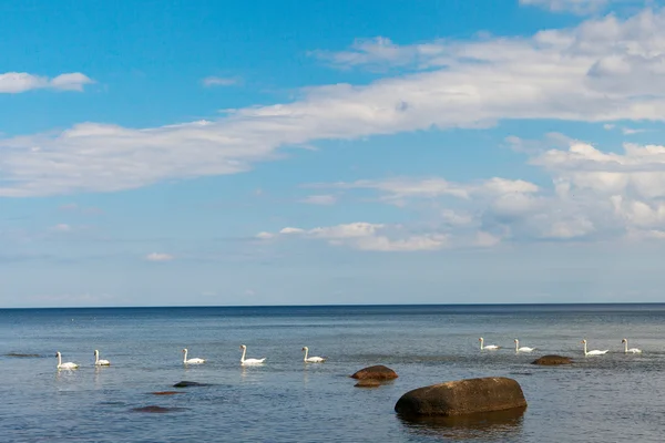 https://st.depositphotos.com/1000405/i/600/depositphotos_49797393-stock-photo-swans-in-sea.jpg