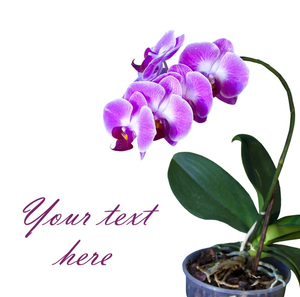 Růžová orchidej v hrnci — Stock fotografie