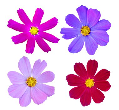 Cosmos çiçek koleksiyonu