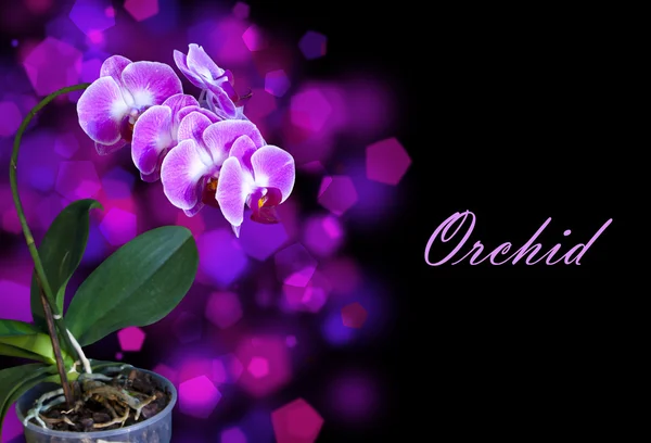 Rosa Orchidee im Topf auf dunklem Hintergrund — Stockfoto