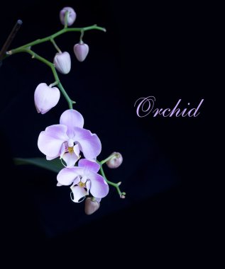 parlak Lila orkide