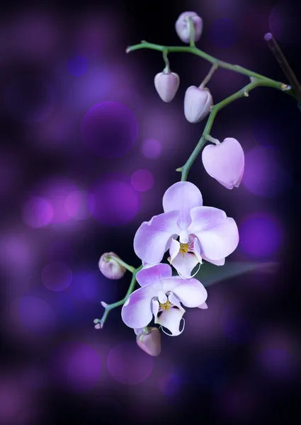 Orchidea lilla lucente — Foto Stock