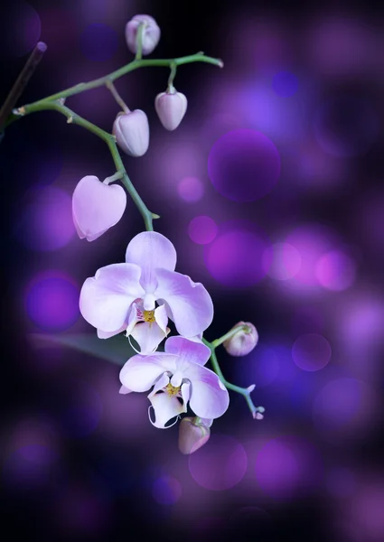 Bright lilac orchid — Stock Photo, Image