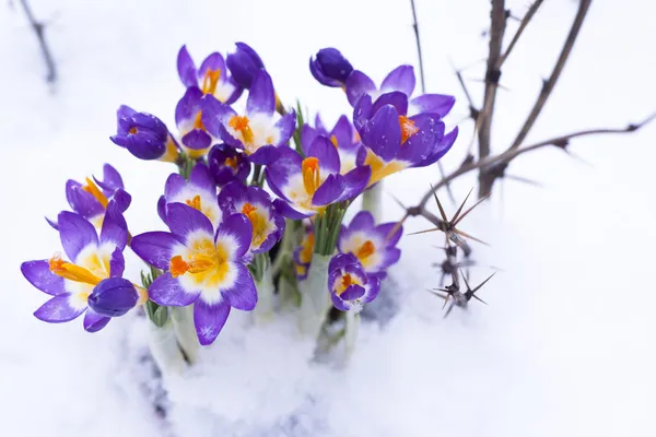 Inizio primavera viola Crocus — Foto Stock