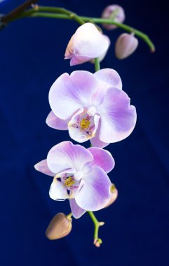 güzel parlak Lila orkide