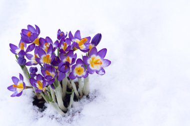 erken ilkbaharda mor crocus karda