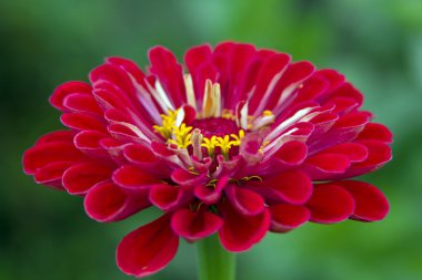 seçici odak ile kırmızı gerbera