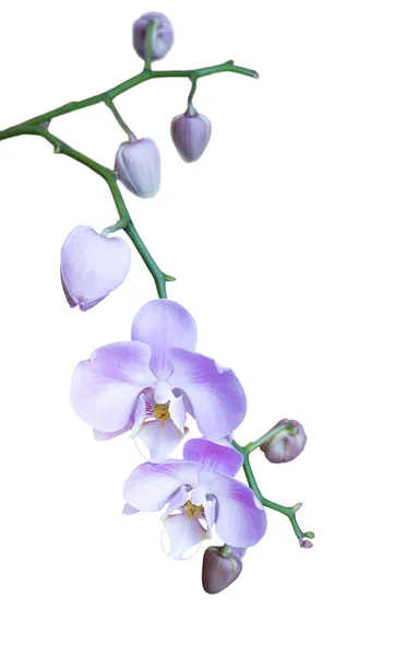 Helder lila orchidee — Stockfoto