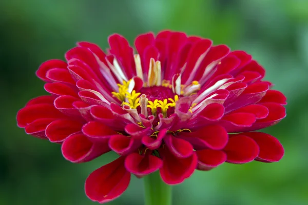Red gerbera with selective focus — Stock Photo, Image