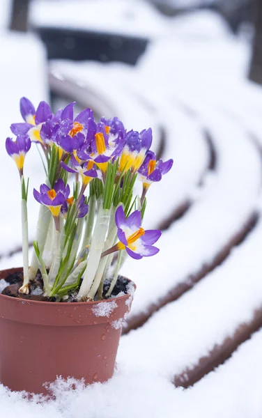 Vorfrühling lila Krokusse im Schnee — Stockfoto